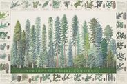 Northwest Conifers Poster by Good Nature