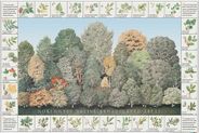 Broad Leaf Trees of Pacific Northwest Wall Poster