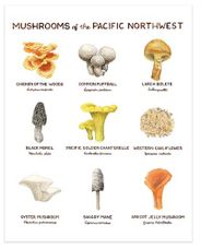 Mushrooms of the Pacific Northwest Illustration Wall Poster
