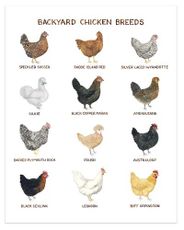 Backyard Chicken Breeds Illustration Wall Poster