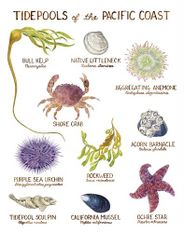 Tidepool Creatures of the Pacific Coast Illustration Wall Poster
