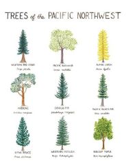 Trees of the Pacific Northwest Illustration Wall Poster