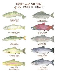 Trout and Salmon of the Pacific Coast Illustration Wall Poster