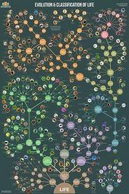 Evolution & Classification of Life Chart