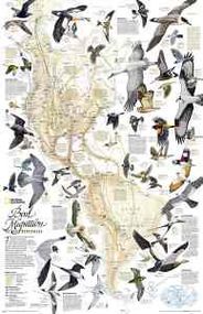 Bird Migration Wall Map National Geographic Poster