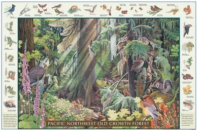 Old Growth Of Pacific Northwest Poster