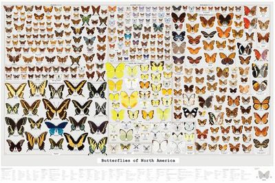 Butterflies of North America Identification Chart