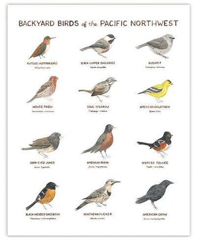 Backyard Birds of the Pacific Northwest Illustration Wall Poster