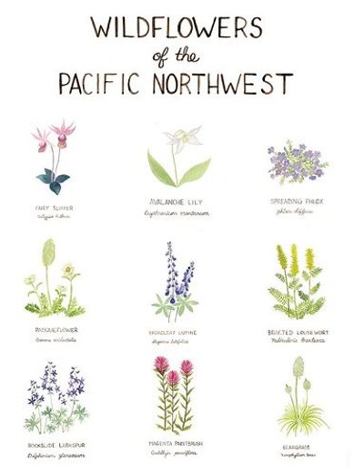 Wildflowers of the Pacific Northwest l Yardia
