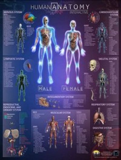 Human Anatomy Wall Map Classroom Style