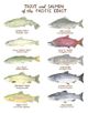 Trout and Salmon of the Pacific Coast Illustration Wall Poster