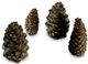 4 Designer Pine Cones